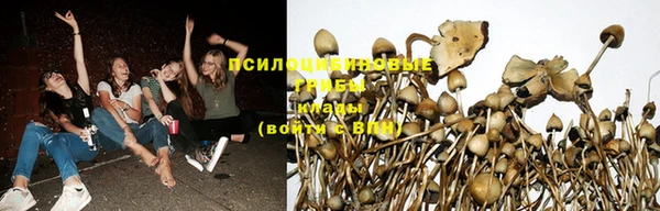 стафф Зерноград